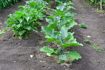eggplants in a row blooming and growing in the garden
