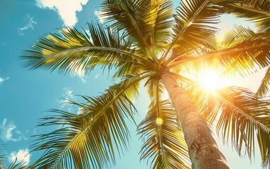 Coconut palm tree on blue sky background