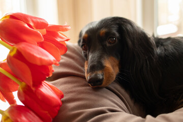Portrait of black longhaired dachshund lying down on couch with red tulips. Small beautiful wiener...