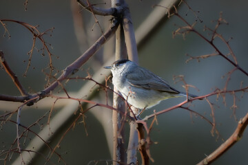 Obraz premium Eurasian Blackcap perched on a tree branch in the morning light