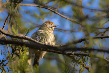 Female Eurasian Blackcap perched on a tree branch in the morning light