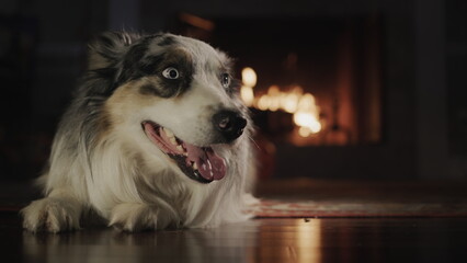 A portrait of a cute Australian Shepherd, lying on the floor of the house nedelya from the fireplace.