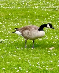 A Canada goose duck walks in a chamomile field. Country goose on the grass.