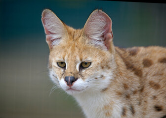 Portrait of wild cat Serval in natural habitat with blurred background. The scientific name is Leptailurus serval. The Serval is a spotted wild cat native to Africa.