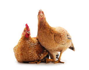 Two brown chickens.
