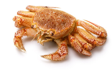 live horsehair crab(Kegani) from Hokkaido