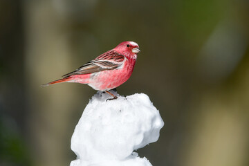 	冬の雪山で見られるワインレッドと白が美しい北からの冬鳥オオマシコ
