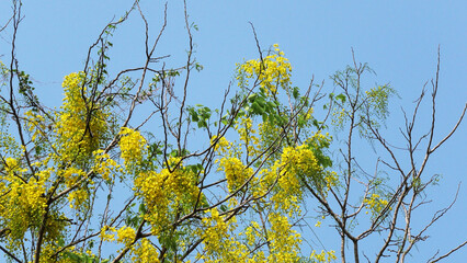 Beautiful golden shower tree in full bloom