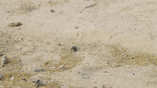 Beetle walking among sand in desert area in Riffa