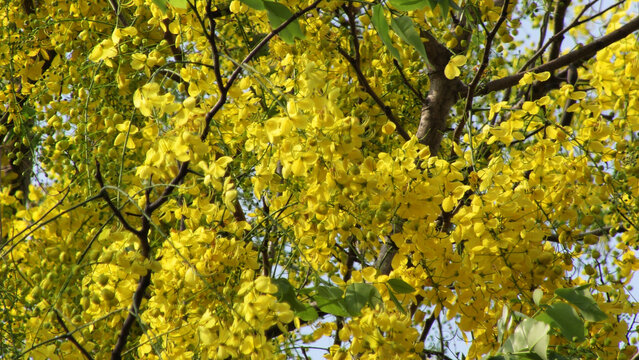 Beautiful golden shower tree in full bloom