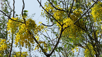 Beautiful golden shower tree in full bloom