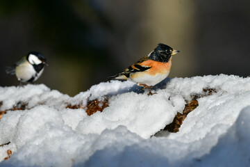 Obraz na płótnie Canvas 冬の森でのバードウォッチングで見らえる身近な美しい小鳥、アトリ