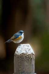 公園のバードウォッチングで冬に出会える美しい青い小鳥ルリビタキ