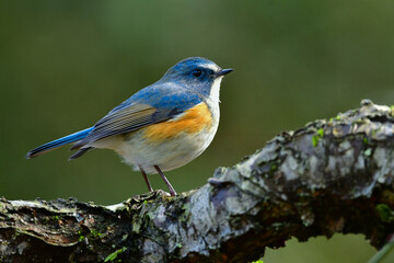 公園のバードウォッチングで冬に出会える美しい青い小鳥ルリビタキ