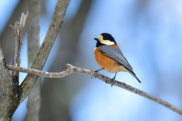 雪の上の公園や庭先でよく見られるかわいい小鳥ヤマガラ