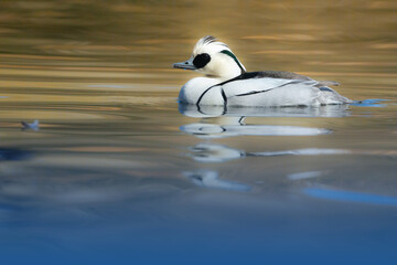 バードウォッチングで冬の公園の水辺で見られる白黒のパンダのような美しいカモ、ミコアイサ