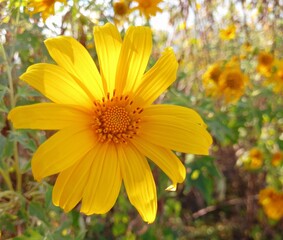 yellow flower