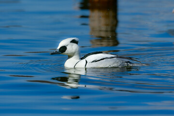 バードウォッチングで冬の公園の水辺で見られる白黒のパンダのような美しいカモ、ミコアイサ
