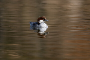 バードウォッチングで冬に公園の池で見られる人気者の渡り鳥ミコアイサ