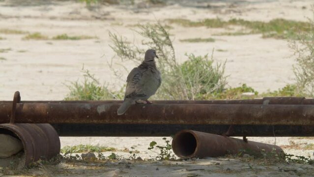 African collared dove perching on pipe and preening