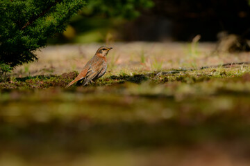 冬に公園のバードウォッチングで出会える珍しい小鳥ハチジョウツグミ