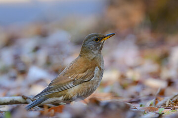 バードウォッチングで冬に身近な公園で出会える薄い茶色と灰色をしたツグミの仲間、シロハラ