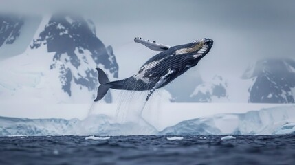 A humpback whale is captured mid-air as it jumps out of the water, showcasing its immense size and power. The whales body is fully visible against the blue ocean backdrop.
