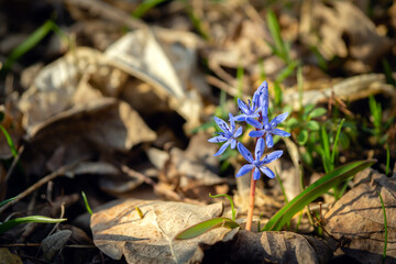 The first forest blue flowers scilla in a clearing between last year's fallen leaves on a sunny day - Powered by Adobe