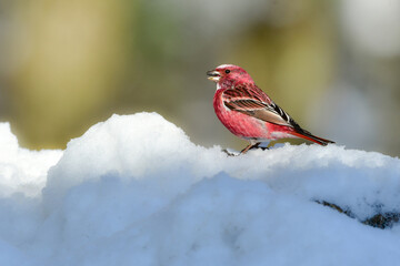冬の雪山で見られるワインレッドと白が美しい北からの冬鳥オオマシコ