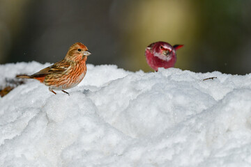 バードウォッチングで冬に雪の山で見られる赤いかわいい小鳥オオマシコ