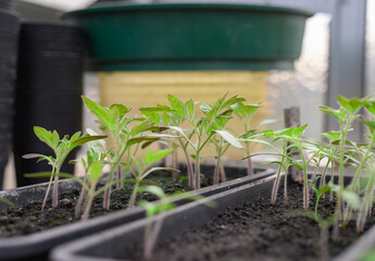 Anbau von Tomatenpflanzen