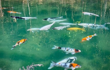 Colorful crap fish or koi fish in pond