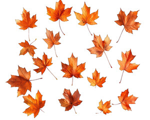 Obraz premium Autumn leaves seamless pattern background