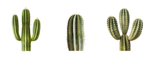 cactus isolated on white - Powered by Adobe
