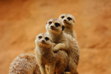 A Furry Meerkats Together