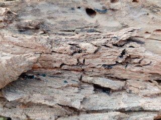 dry tree bark texture and background, nature concept