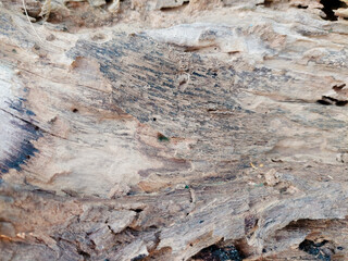 dry tree bark texture and background, nature concept