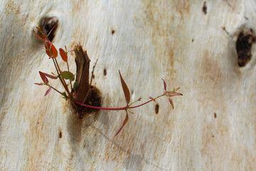 young sprout on an old tree