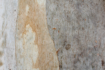 natural background texture of old wood