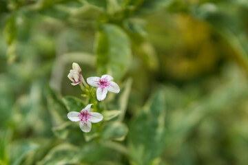 Close up of small white flower with green leaf background in the garden