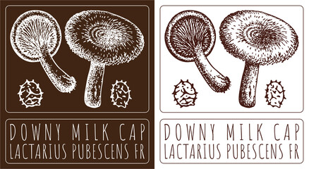 Drawing DOWNY MILK CAP. Hand drawn illustration. The Latin name is LACTARIUS PUBESCENS FR. - obrazy, fototapety, plakaty
