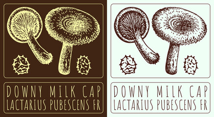 Drawing DOWNY MILK CAP. Hand drawn illustration. The Latin name is LACTARIUS PUBESCENS FR