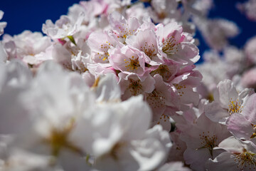 Cherry Blossoms