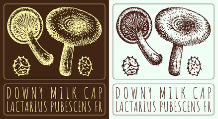 Vector drawing DOWNY MILK CAP. Hand drawn illustration. The Latin name is LACTARIUS PUBESCENS FR.
