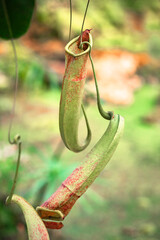 Long Nepenthes Burkei Carnivorous Pitcher Plant. Nectar producing pitchers on this rare carnivorous vine for trap and digest insects.