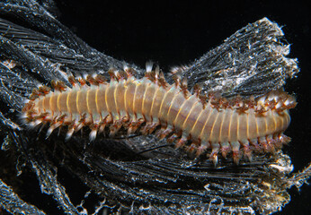 Hermodice carunculata, the bearded fireworm - 764796453