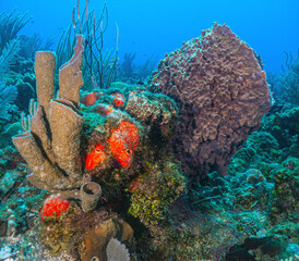 Caribbean coral garden, Roatan - 764796657