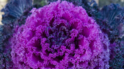  Vibrant Purple Ornamental Cabbage Close-Up