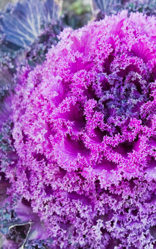 close up of purple cabbage