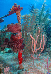 Small Shipwreck off Roatan, Honduras - 764797408